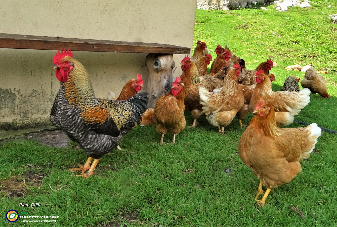 79 Un gran bel gallo con seguito di tante galline !.JPG